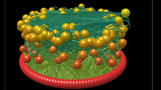 Spinning Food Web.gif